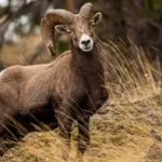 Okanagan Bighorns